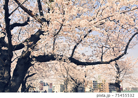 横浜・幸ケ谷公園の桜 横浜・幸ケ谷公園の桜 75455532