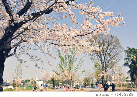 横浜 幸ケ谷公園の桜の写真素材