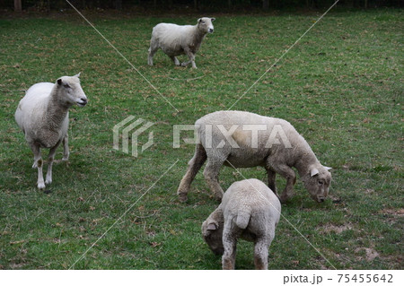 アグロドーム・ファーム牧場ツアー（ニュージーランド） 75455642