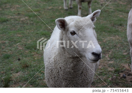 アグロドーム・ファーム牧場ツアー（ニュージーランド） 75455643