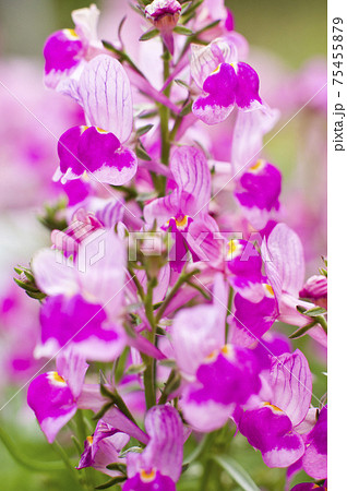 紫色のリナリア ヒメキンギョソウ の花が満開です 学名はlinariaです の写真素材