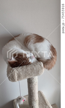 キャットタワーで眠る猫 キャットタワーで眠る猫 75455916