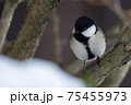 吹雪のシジュウカラ 吹雪のシジュウカラ 75455973