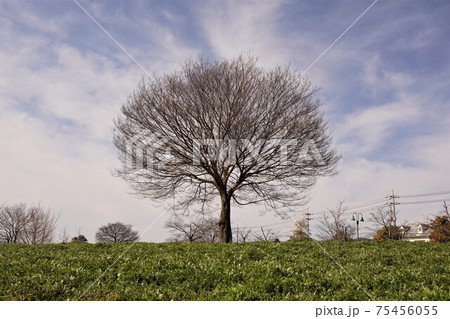 落葉した冬のケヤキ 落葉した冬のケヤキ 75456055