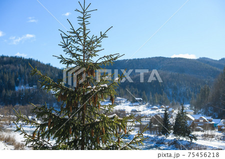 Nature landscape with fir tree and cones Nature landscape with fir tree and cones 75456218