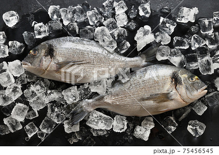 Dorado fish with ice cube on black background. Dorado fish with ice cube on black background. 75456545