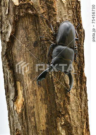 スラウェシ　オオヒラタクワガタ 75456730