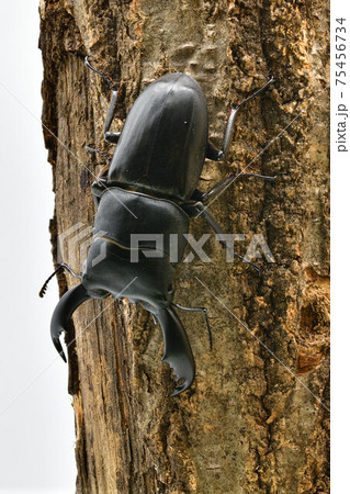 スラウェシ オオヒラタクワガタ スラウェシ オオヒラタクワガタ 75456734