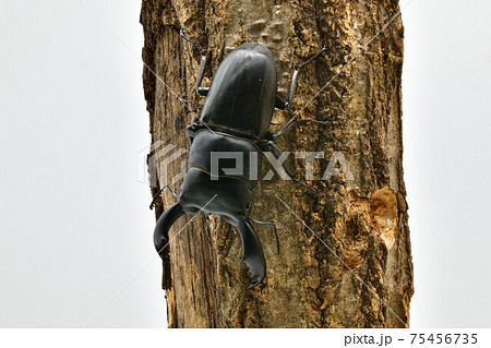 スラウェシ　オオヒラタクワガタ 75456735