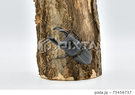 スラウェシ　オオヒラタクワガタ 75456737