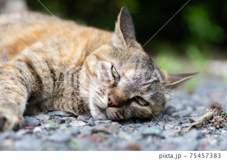お外でゴロン キジトラ猫 お外でゴロン キジトラ猫 75457383