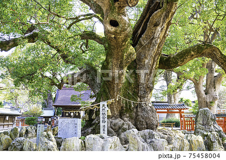 宇美八幡宮にある湯蓋の森と呼ばれる素晴らしい樟の巨木　（福岡県糟屋郡宇美町） 75458004