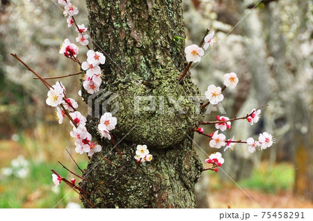 春イメージ 梅の花 白梅 古木 春イメージ 梅の花 白梅 古木 75458291
