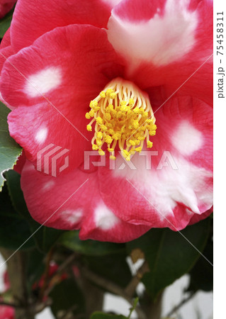 白い斑点のある赤い椿の花 白い斑点のある赤い椿の花 75458311