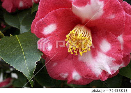 白い斑点のある赤い椿の花の写真素材