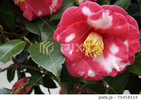 白い斑点のある赤い椿の花 白い斑点のある赤い椿の花 75458314