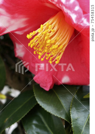 白い斑点のある赤い椿の花 白い斑点のある赤い椿の花 75458315