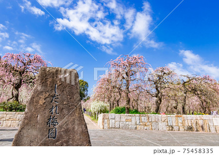 名古屋市農業センター、満開の梅〈愛知県名古屋市〉 75458335