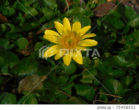 ふかや緑の王国のリョウキンカ ふかや緑の王国のリョウキンカ 75458531