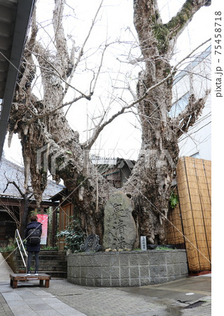 正円寺 長府　ひな人形　大イチョウ 75458718