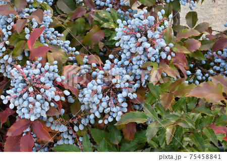 Blue Mahonia berries (Latin Mahonia aquifolium) or Oregon grapes 75458841