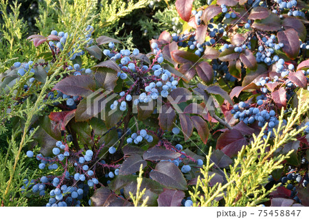 Blue Mahonia berries (Latin Mahonia aquifolium) or Oregon grapes Blue Mahonia berries (Latin Mahonia aquifolium) or Oregon grapes 75458847