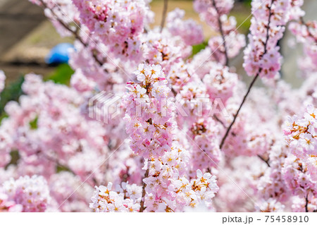 日本の春 神奈川県南足柄 一の堰ハラネ春めき桜 75458910