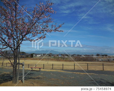 利根川水辺プラザ公園の河津桜 利根川水辺プラザ公園の河津桜 75458974