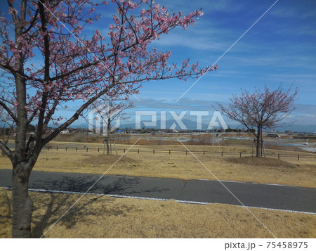 利根川水辺プラザ公園の河津桜 75458975