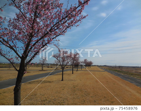 利根川水辺プラザ公園の河津桜 利根川水辺プラザ公園の河津桜 75458976
