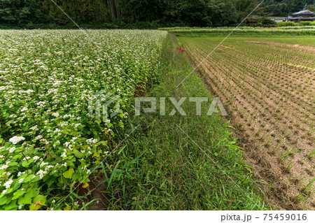 京都府亀岡市犬甘野(いぬかんの)で撮影した蕎麦畑の田園風景 京都府亀岡市犬甘野(いぬかんの)で撮影した蕎麦畑の田園風景 75459016