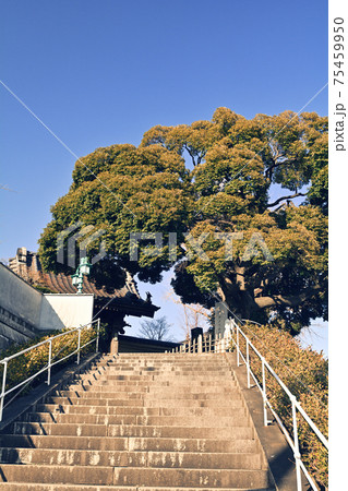 横浜・本覚寺 横浜・本覚寺 75459950