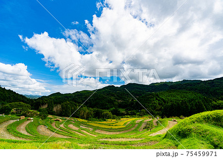 千枚田　山　鴨川大山千枚田　山林　千葉　鴨川　山林　自然　雲　畑　田んぼ　午前　昼　明るい　夏　春 75459971
