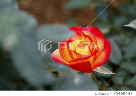 荒尾市　おもやい市民花壇　バラの花、 75460447