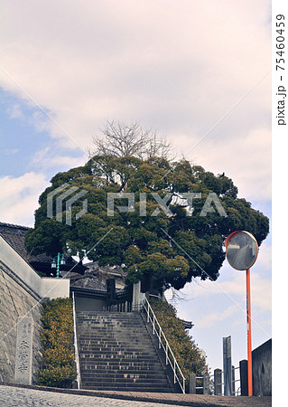横浜・本覚寺 横浜・本覚寺 75460459
