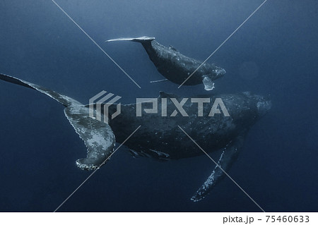 ザトウクジラの親子 75460633