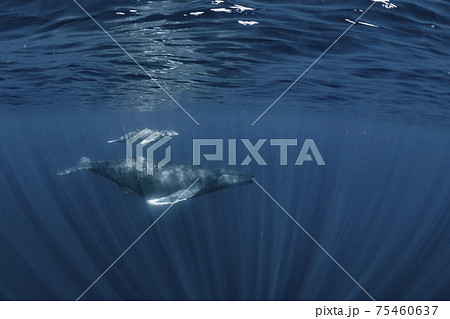 ザトウクジラの親子 ザトウクジラの親子 75460637