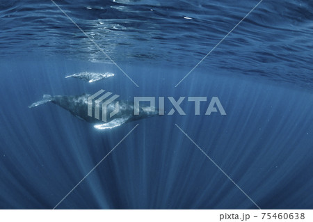 ザトウクジラの親子 ザトウクジラの親子 75460638