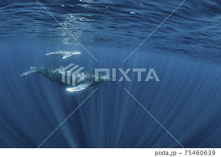 ザトウクジラの親子 ザトウクジラの親子 75460639