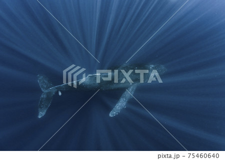 ザトウクジラの親子 ザトウクジラの親子 75460640