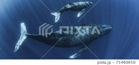 ザトウクジラの親子 75460650