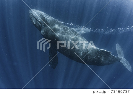 息を吐くザトウクジラ 75460757