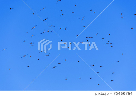 a flock of birds against the blue sky. selective focus 75460764