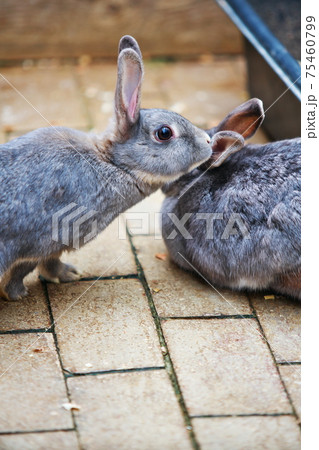 仲間を見つけて駆け寄るうさぎの写真素材