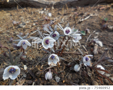 ぐんま昆虫の森のセツブンソウ 75460952