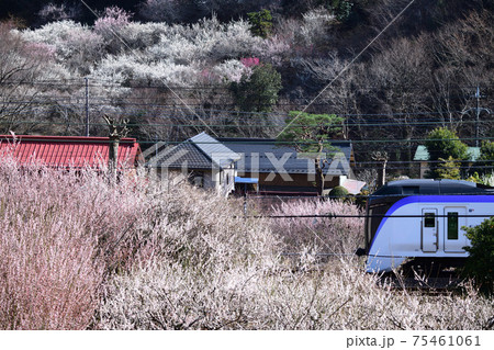 裏高尾 荒井梅林を行く中央線E351系特急電車 75461061