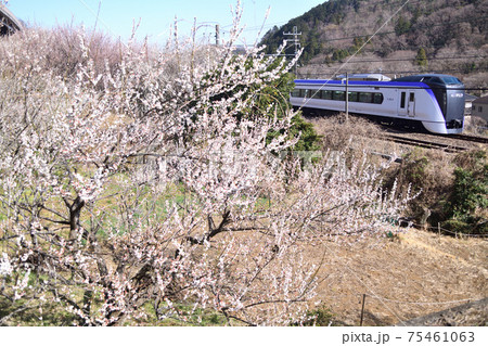 白梅をわき目に甲州を目指す中央線E351系特急電車 白梅をわき目に甲州を目指す中央線E351系特急電車 75461063