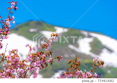 栂池自然園の初夏に咲く山桜　【長野県】 75461682
