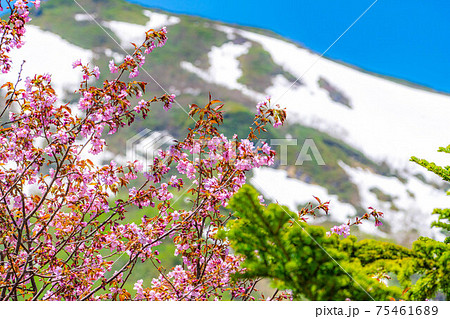 栂池自然園の初夏に咲く山桜 【長野県】 栂池自然園の初夏に咲く山桜 【長野県】 75461689