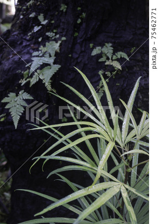 Ornamental plant in the garden 75462771